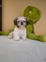 Snoppy, a male Shih Tzu for sale in Fort Myers, FL – 1 of 10