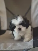 Leo, a male Shih Tzu for sale in Fort Myers, FL – 2 of 10