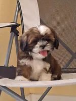 Leo, a male Shih Tzu for sale in Lehigh Acres, FL – 2 of 9