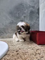Mia , a female Shih Tzu for sale in Lehigh Acres, FL – 9 of 10