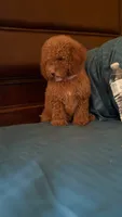 Bella, a female Poodle - Miniature  for sale in Fort Myers, FL – 7 of 9