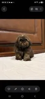 Mia , a female Shih Tzu for sale in Lehigh Acres, FL – 4 of 9
