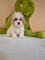Leo, a male Cavapoo for sale in Fort Myers, FL – 9 of 10