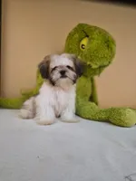 Snoppy, a male Shih Tzu for sale in Fort Myers, FL – 10 of 10
