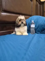 Champion, a male Shihpoo for sale in Fort Myers, FL – 9 of 9