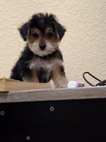 Mia , a female Morkie for sale in Lehigh Acres, FL – 8 of 9