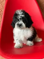 Lyla, a female Cavapoo for sale in Fort Myers, FL – 9 of 10