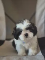 Leo, a male Shih Tzu for sale in Fort Myers, FL – 5 of 10