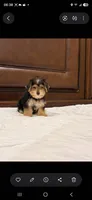 Snoppy, a male Morkie for sale in Lehigh Acres, FL – 5 of 10