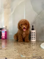 Betty, a female Poodle - Miniature  for sale in Fort Myers, FL – 4 of 10