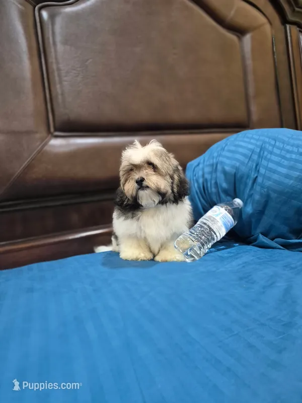 Champion – Shihpoo puppy for sale in Fort Myers, FL