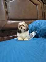 Champion, a male Shihpoo for sale in Fort Myers, FL – 1 of 9