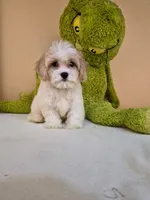 Leo, a male Cavapoo for sale in Fort Myers, FL – 6 of 10