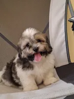 Princess, a female Shihpoo for sale in Lehigh Acres, FL – 7 of 10