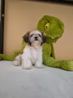Snoppy, a male Shih Tzu for sale in Fort Myers, FL – 4 of 10