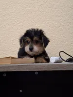Mia , a female Morkie for sale in Lehigh Acres, FL – 4 of 9