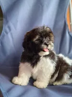 Apolo, a male Shih Tzu for sale in Lehigh Acres, FL – 8 of 8