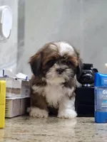Leo, a male Shih Tzu for sale in Lehigh Acres, FL – 4 of 9