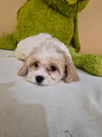 Leo, a male Cavapoo for sale in Fort Myers, FL – 7 of 10