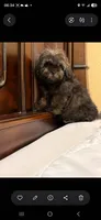 Mia , a female Shih Tzu for sale in Lehigh Acres, FL – 9 of 9