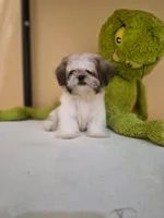Snoppy, a male Shih Tzu for sale in Fort Myers, FL – 9 of 10