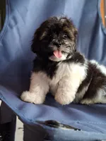 Apolo, a male Shih Tzu for sale in Lehigh Acres, FL – 2 of 8