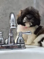 Mia, a female Shih Tzu for sale in Fort Myers, FL – 8 of 10