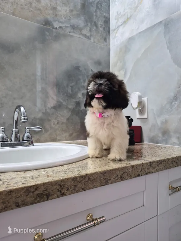 Mia – Shih Tzu puppy for sale in Fort Myers, FL