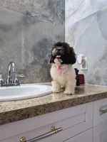 Mia, a female Shih Tzu for sale in Fort Myers, FL – 1 of 10