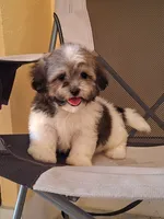 Luna , a female Shihpoo for sale in Lehigh Acres, FL – 6 of 8