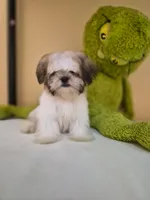 Snoppy, a male Shih Tzu for sale in Fort Myers, FL – 8 of 10
