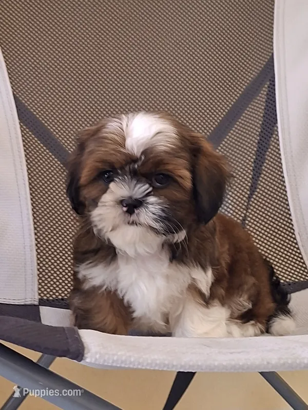 Leo – Shih Tzu puppy for sale in Lehigh Acres, FL