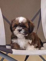 Leo, a male Shih Tzu for sale in Lehigh Acres, FL – 1 of 9