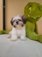 Snoppy, a male Shih Tzu for sale in Fort Myers, FL – 2 of 10