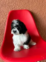 Lyla, a female Cavapoo for sale in Fort Myers, FL – 3 of 10
