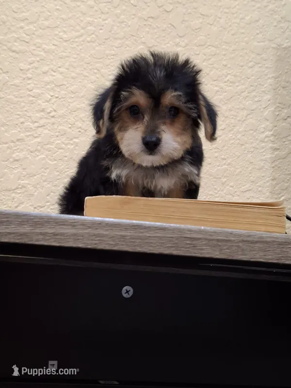 Mia  – Morkie puppy for sale in Lehigh Acres, FL