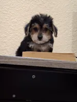 Mia , a female Morkie for sale in Lehigh Acres, FL – 1 of 9
