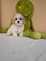 Leo, a male Cavapoo for sale in Fort Myers, FL – 4 of 10