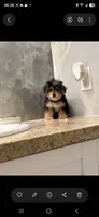 Snoppy, a male Morkie for sale in Lehigh Acres, FL – 9 of 10