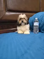Champion, a male Shihpoo for sale in Fort Myers, FL – 8 of 9