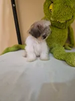 Snoppy, a male Shih Tzu for sale in Fort Myers, FL – 7 of 10