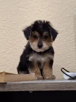 Mia , a female Morkie for sale in Lehigh Acres, FL – 3 of 9