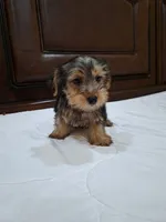Luna, a female Yorkshire Terrier for sale in Fort Myers, FL – 3 of 9
