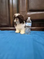 Leo, a male Shih Tzu for sale in Fort Myers, FL – 4 of 9