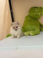 Max, a male Pomeranian for sale in Fort Myers, FL – 4 of 10