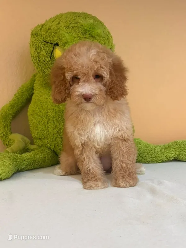 Lola  – Miniature Goldendoodle puppy for sale in Fort Myers, FL