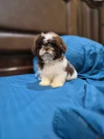 Leo, a male Shih Tzu for sale in Fort Myers, FL – 7 of 9