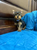 Bethoven , a male Yorkshire Terrier for sale in Fort Myers, FL – 5 of 8