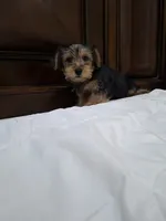Champion, a male Yorkshire Terrier for sale in Lehigh Acres, FL – 6 of 8
