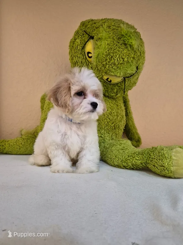 Leo – Cavapoo puppy for sale in Fort Myers, FL